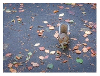 A grey squirrel on a tarmac path. The path has a few fallen leaves scattered around it. This little guy came quite close to me when I stopped to photograph him. I think he thought I might give him some food, but sadly I didn't have anything on me, so he left in disgust!