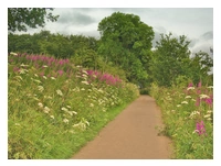 A cycle track going from the foreground towards the back of the image. Each side of the path is filled with lush greenery and wild flowers. There are large trees in the background covered in green leaves.