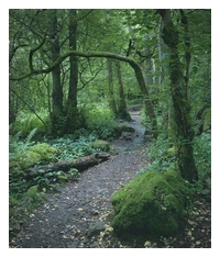 A path going through some woods. Everything is very green and lush. There is a moss-covered rock in the foreground. One tree has a branch overhanging the path. The image is a little dark and has a slightly foreboding feel.