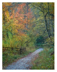 A grey footpath surrounded by tall trees. One tree on the left has orange/red leaves, but the other trees are mostly still green or only starting to turn yellow.