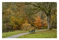 A curving path runs from the left to the right of the photo. There is a black bench beside the path which overlooks a river running parallel to the path. There are autumnal trees on the other side of the river and one large tree near the bench. The large tree has shed all of its leaves leaving green moss-covered branches visible.