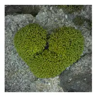 A cluster of moss on top of some stone. The moss has grown into a heart shape. At the top of the heart there is a break in the moss giving the sense of a broken heart.