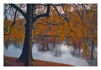 A tree at the side of a river in autumn. The tree is covered in orange leaves. Low hills can be made out through the leaves on the other side of the river.