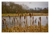 In the foreground are some bulrush plants with a river flowing behind them. In the distance, slightly out of focus, is the other river bank with some trees growing alongside it. A blurred bird is just visible in the sky.