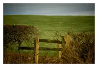 In the foreground is a small wooden fence surrounded by bushes on either side. The bushes are bare as all the leaves have fallen. Behind the fence, slightly out of focus, is green grass rising up slightly in the distance towards an overcast sky in the background.